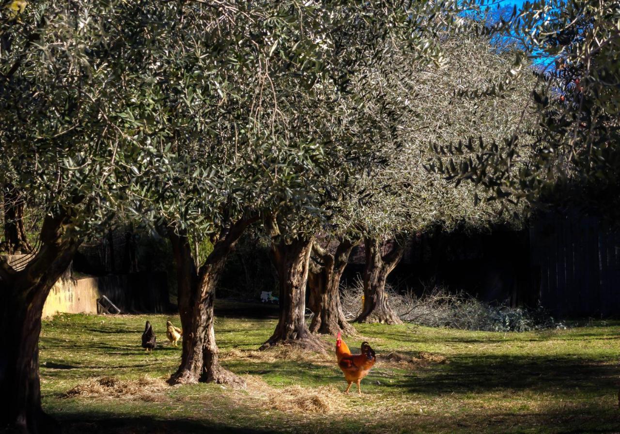 La Gemma Sul Lago Manerba del Garda Zewnętrze zdjęcie